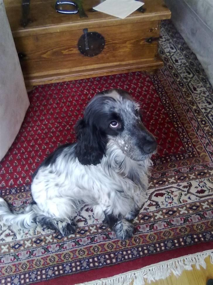 Cocker spaniel Max - jeg er da lidt fin ikke billede 1