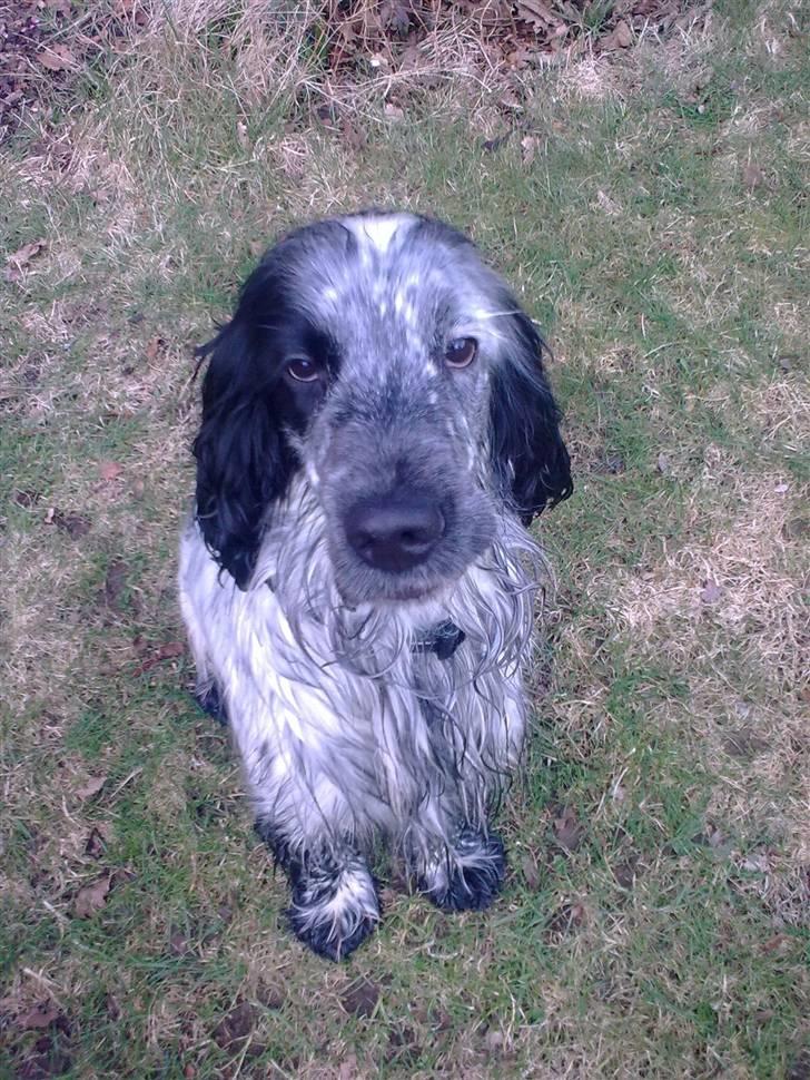 Cocker spaniel Max - bøøøh billede 2