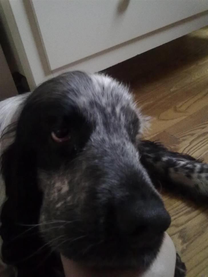 Cocker spaniel Max - hvad er det for en sjov ting billede 3