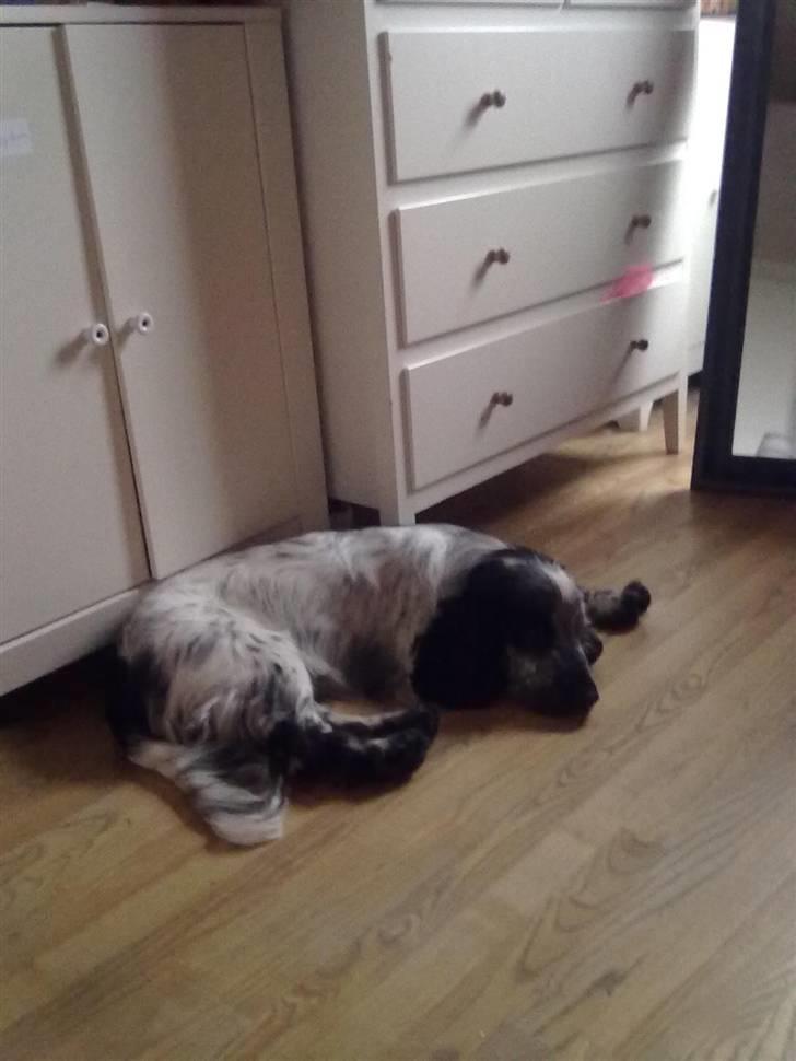 Cocker spaniel Max - jeg er blevet lidt træt billede 4