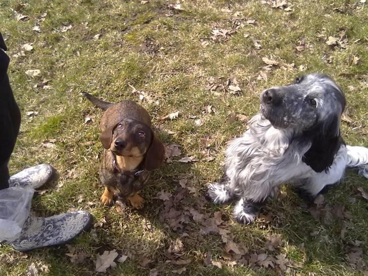 Cocker spaniel Max - mhhh godbider billede 5