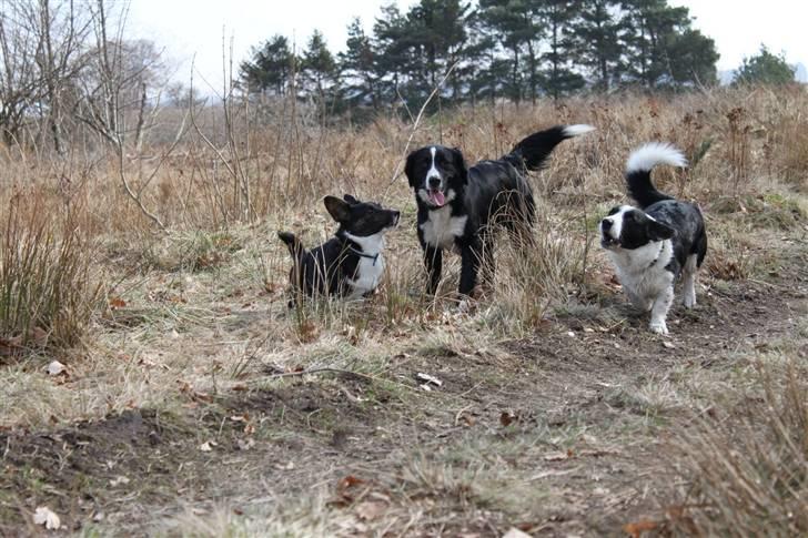 Welsh corgi cardigan Bruunshåbs Jack billede 10