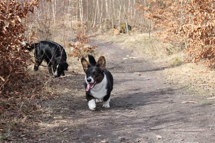 Welsh corgi cardigan Bruunshåbs Jack billede 11