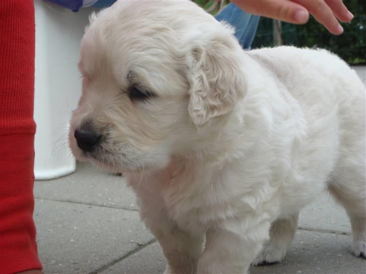 Golden retriever sila - lige da vi fik hende billede 1