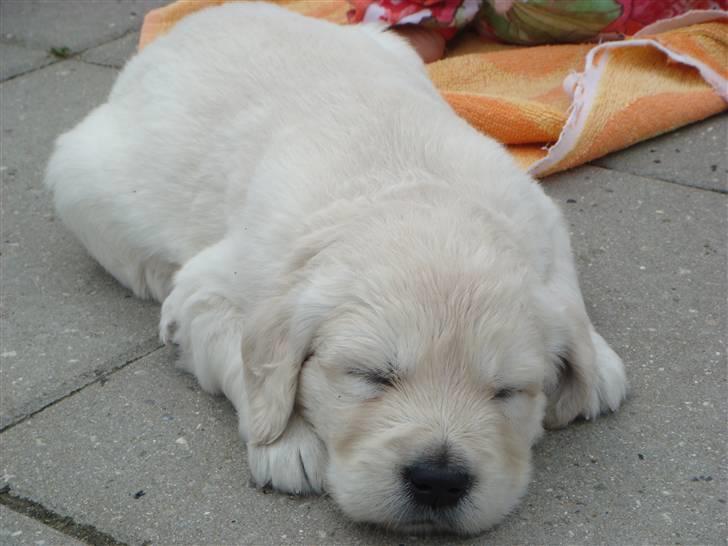 Golden retriever sila - lige da vi fik hende billede 2