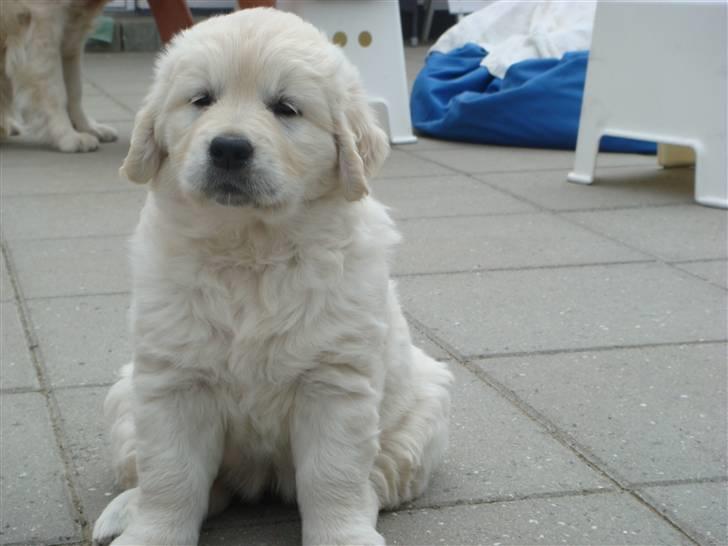 Golden retriever sila - lige da  vi fik hende billede 3