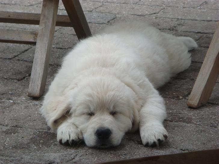 Golden retriever sila - Jeg tar mig lige en lille lur billede 4