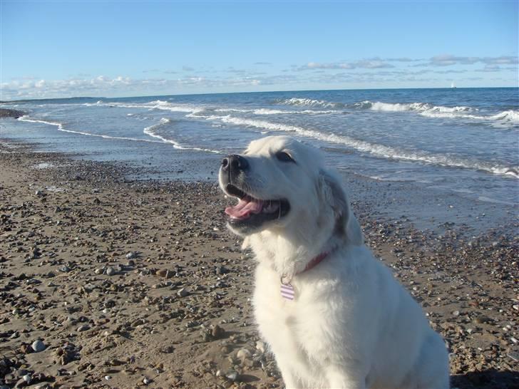 Golden retriever sila - nu er jeg blevet lidt større... det er da lidt sejligt at gå en tur ned til stranden billede 5