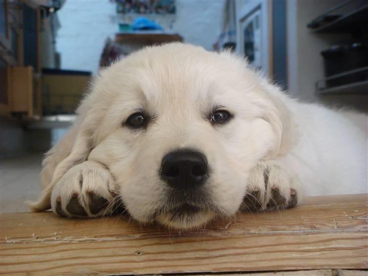 Golden retriever sila - tit tit bøøø billede 6