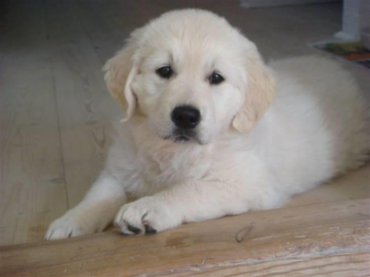 Golden retriever sila - arh... lige ved brændeovnen er der dejligt varmt billede 7