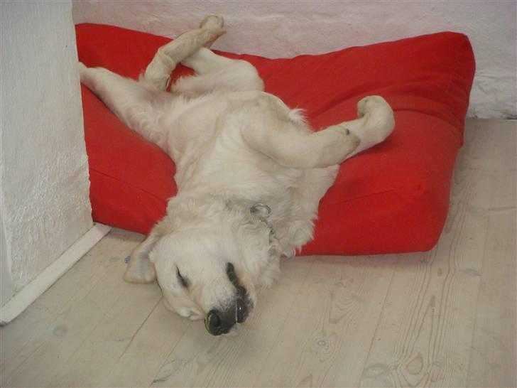 Golden retriever sila - jeg tar mig en dejlig lang lur... arhhhh... billede 8