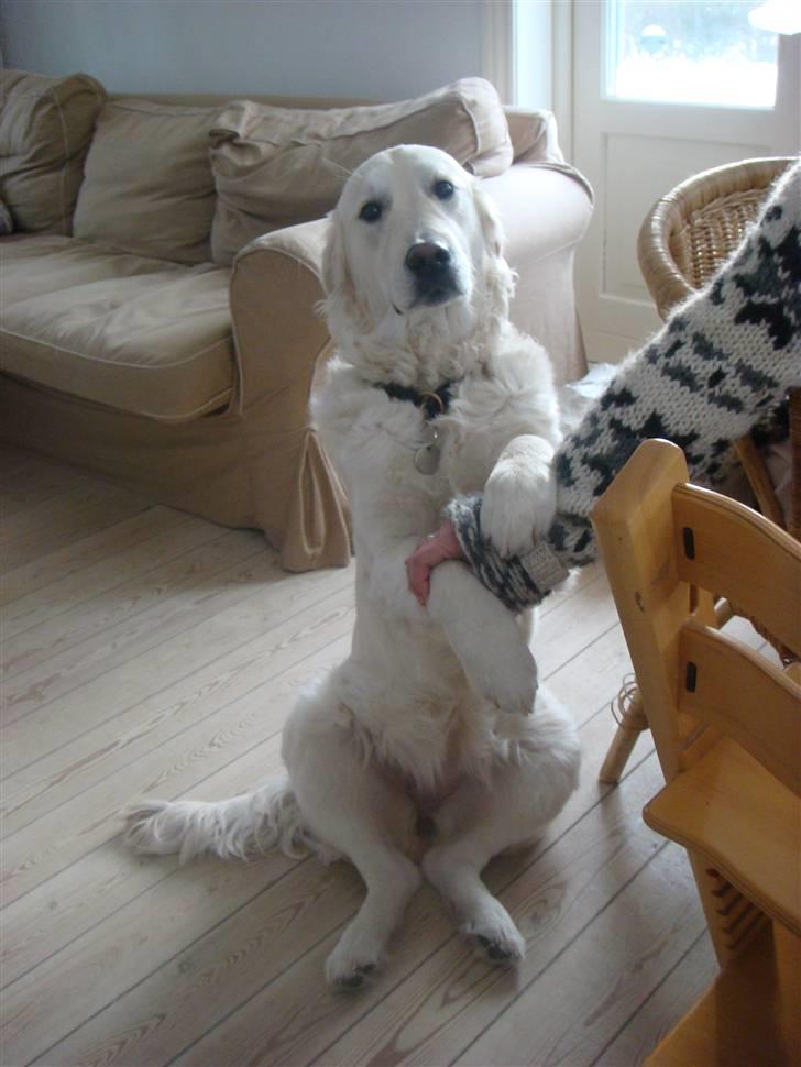 Golden retriever sila - se er jeg ikke Dyktig (staves) billede 9