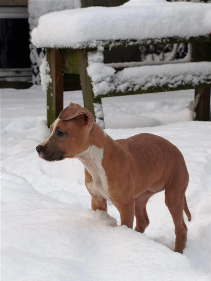 Amerikansk staffordshire terrier Misty  billede 7