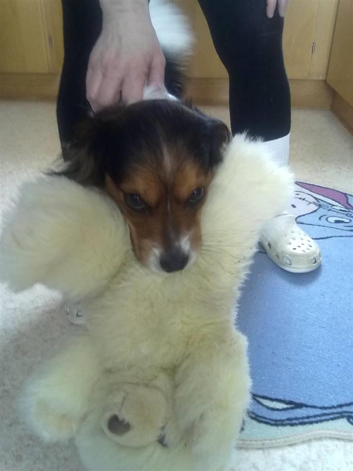 Blanding af racer pjuske - Ååånej billede 9