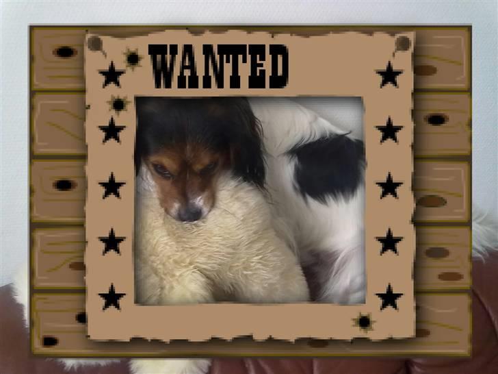 Blanding af racer pjuske - vil de have fadt i mig..:( billede 10