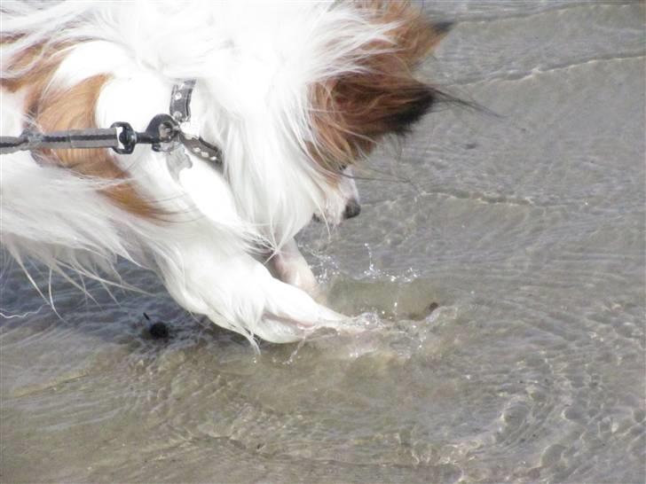 Papillon Kalle - Uhh musling ! billede 16