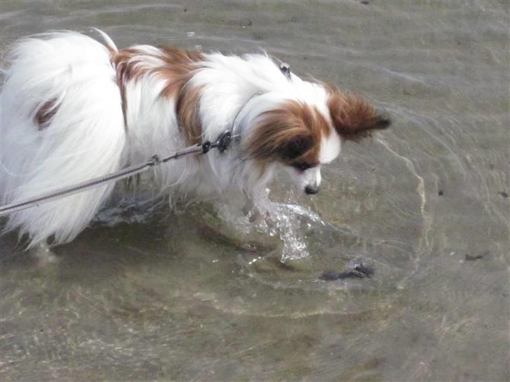 Papillon Kalle - Vandet er så.. vådt billede 17