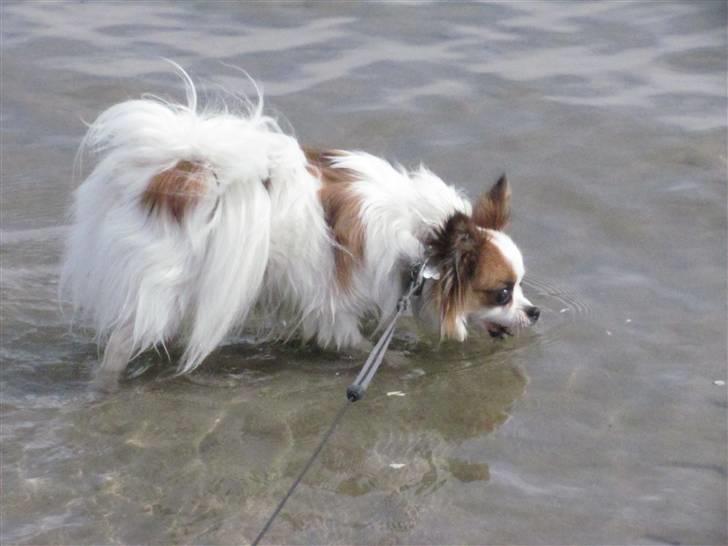 Papillon Kalle - Mmmm vandet smager da bare super godt i Kalle´s mund billede 18