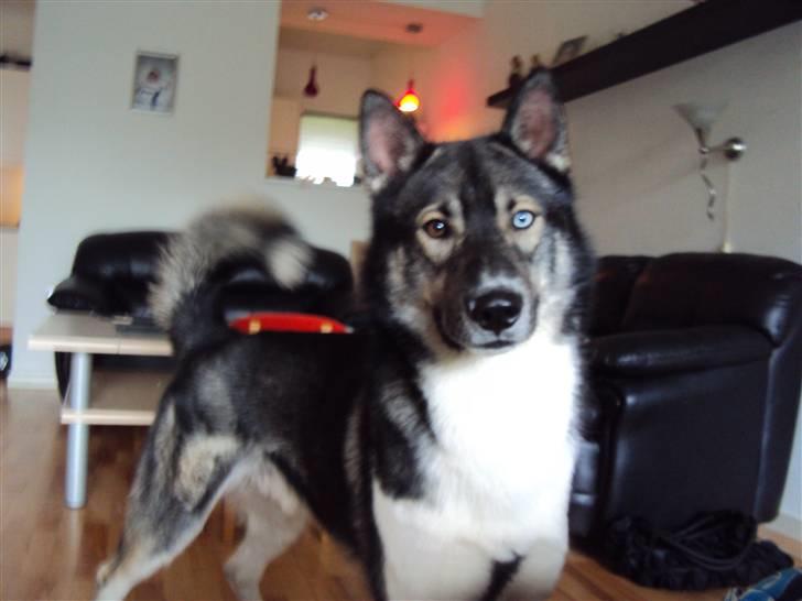 Siberian husky Blue billede 1