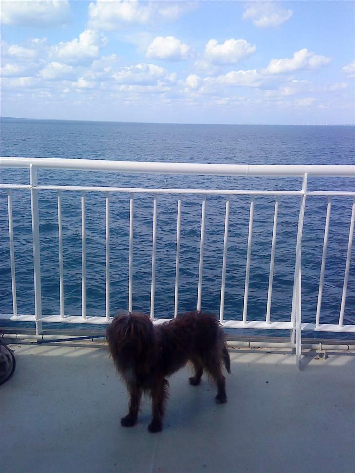 Blanding af racer Gucci billede 6