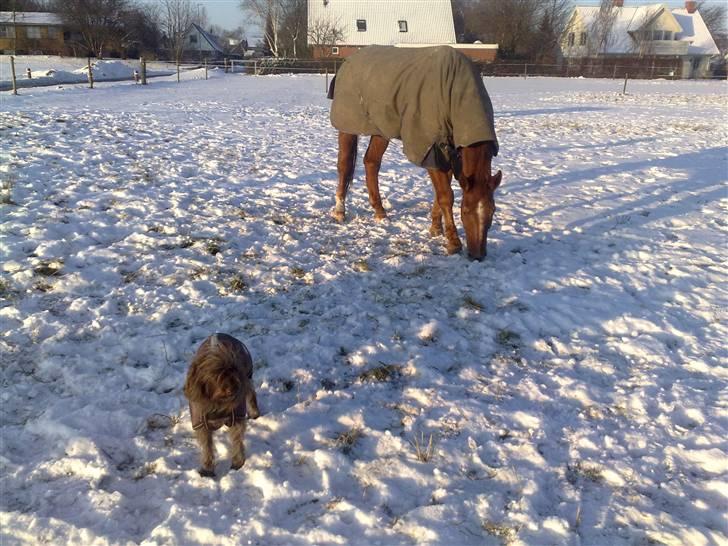 Blanding af racer Gucci billede 7