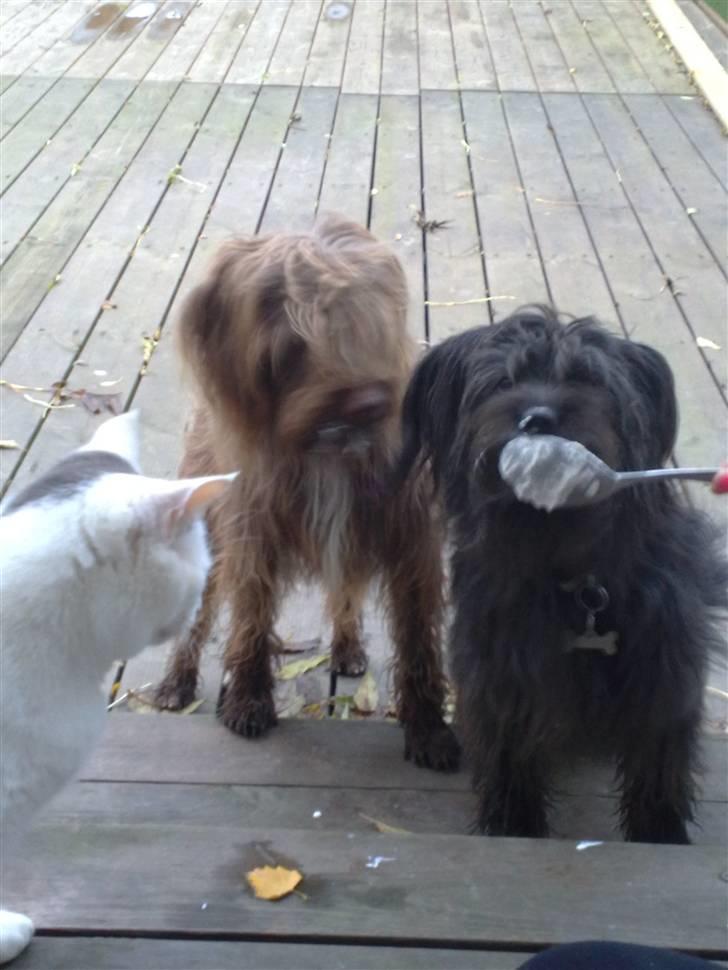 Blanding af racer Gucci billede 8