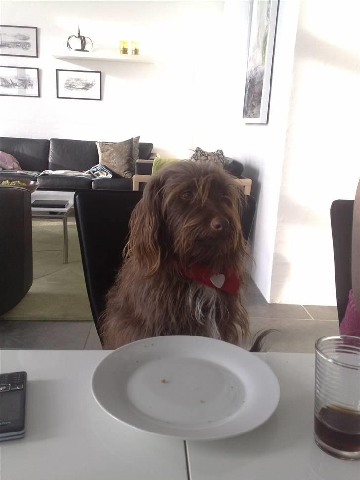 Blanding af racer Gucci billede 9