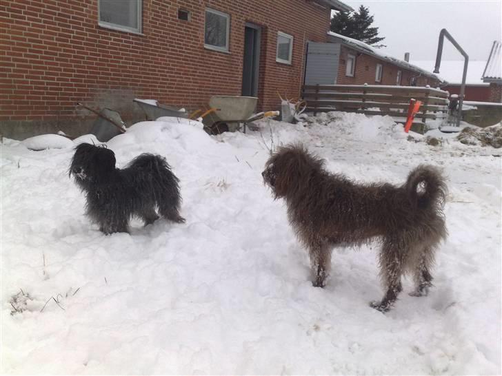 Blanding af racer Gucci billede 10