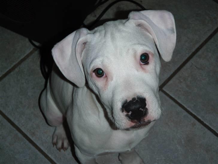 Amerikansk bulldog chano - mors drenger billede 1