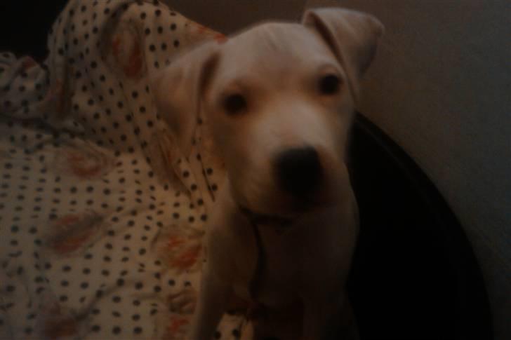 Amerikansk bulldog chano - hej jeg er chano billede 2