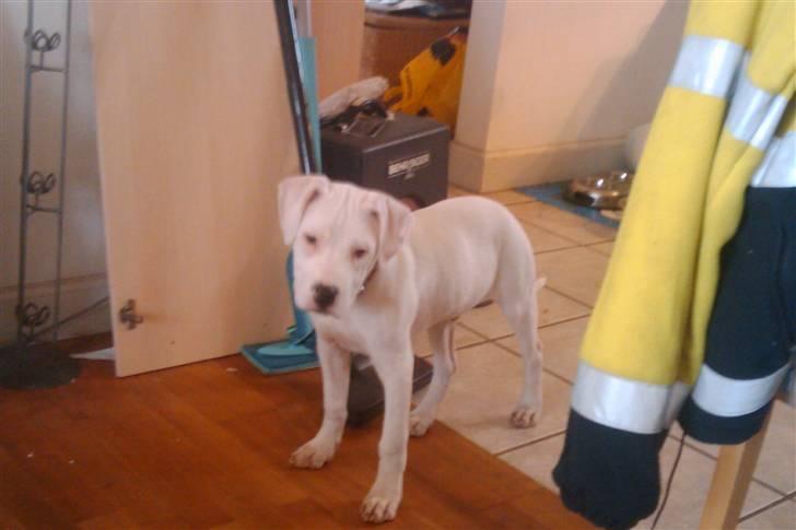 Amerikansk bulldog chano - nusser kær billede 3