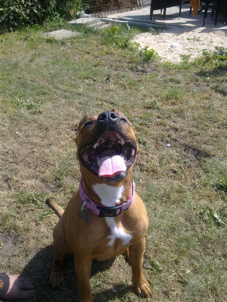 Amerikansk staffordshire terrier Mille - Jamen hun er jo så dejlig. billede 1