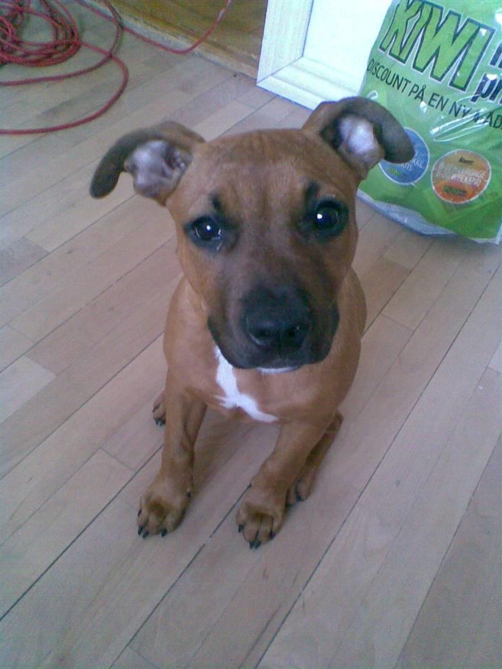 Amerikansk staffordshire terrier Mille billede 2