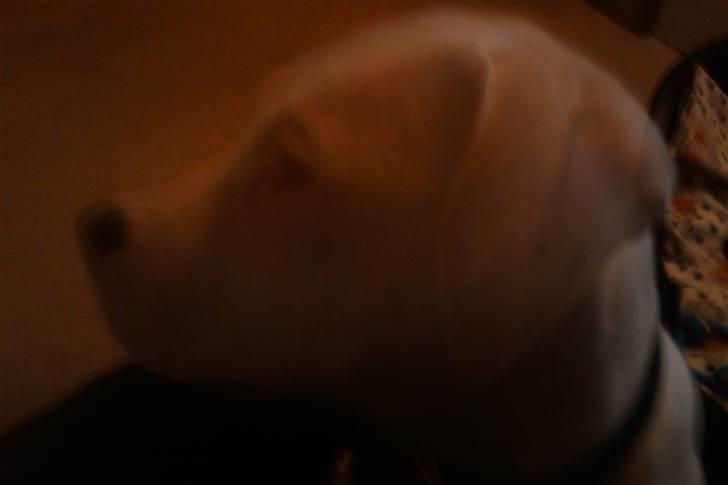 Amerikansk bulldog chano - og lige med siden til billede 5