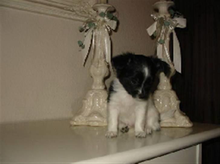 Chihuahua Harley - Harley som hvalp :D billede 5