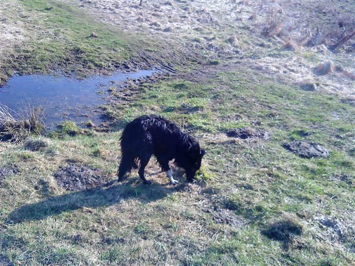 Border collie Vaks<3. - Jeeg hedder vaks &&& Jeg høre ikk efter xD billede 6
