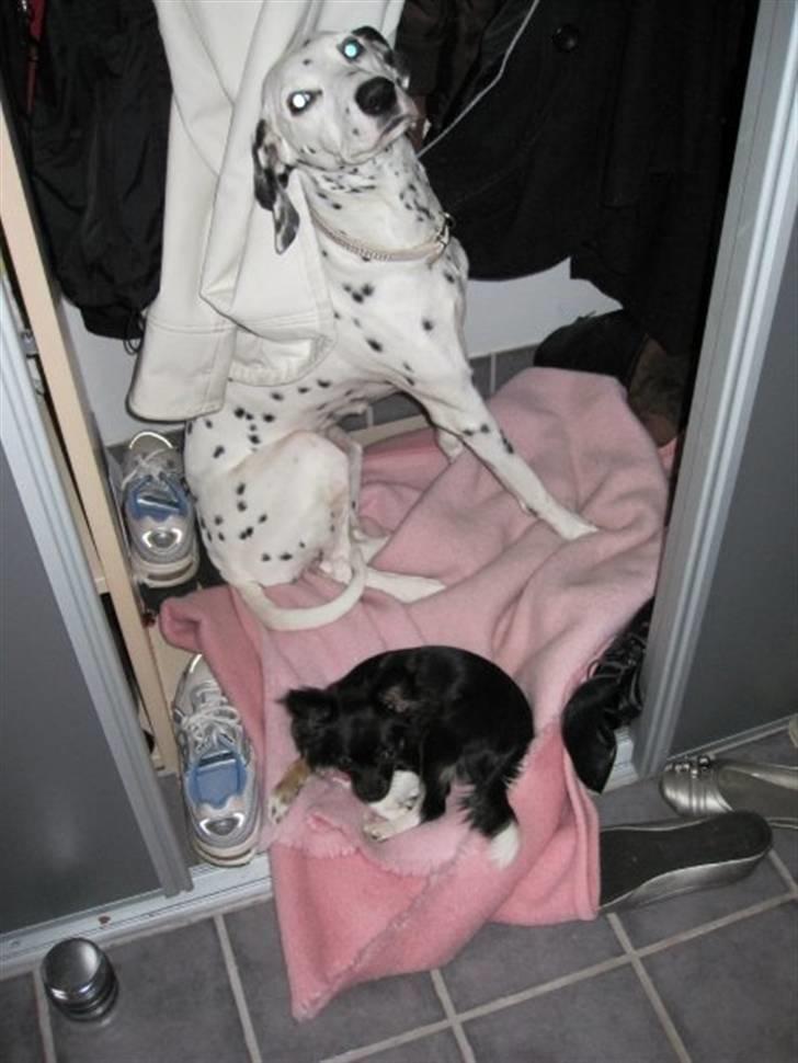 Chihuahua Pixie billede 13