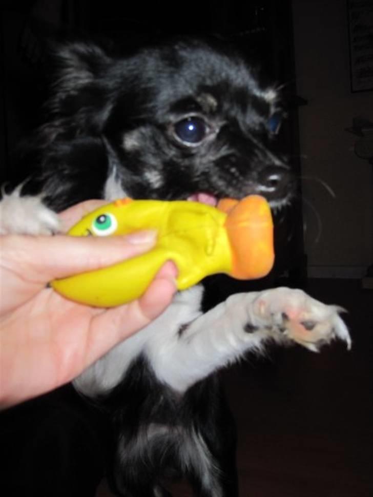 Chihuahua Pixie billede 14