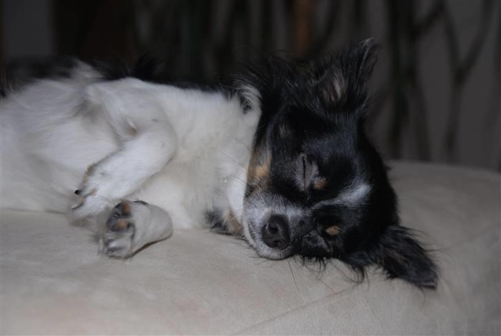 Chihuahua Harley - Hygge, december 2010 :) billede 7