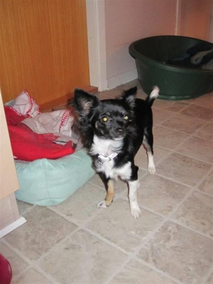 Chihuahua Pixie billede 15