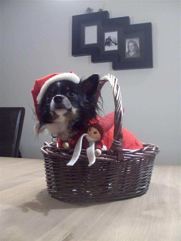 Chihuahua Harley - jul :) billede 9