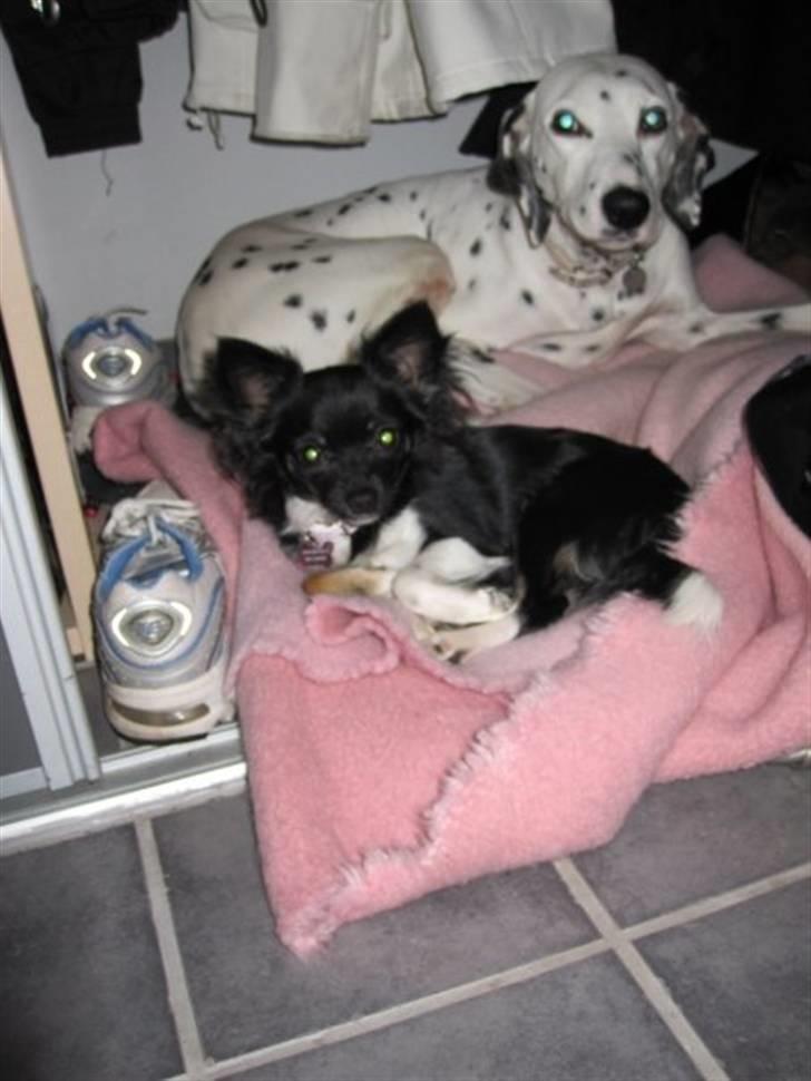 Chihuahua Pixie - ELSKER JER!! <33 billede 16