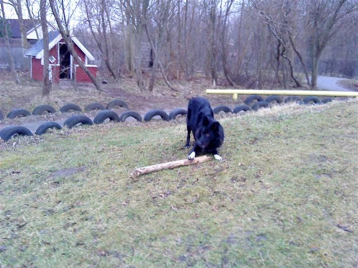 Border collie Vaks<3. billede 7