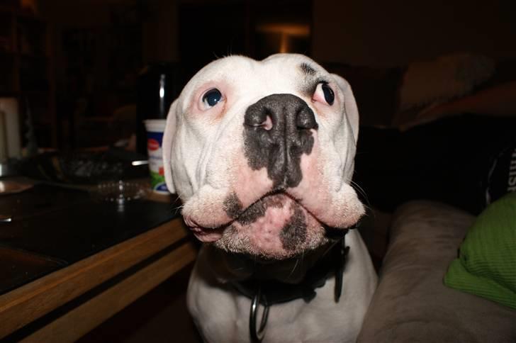 Amerikansk bulldog Daimond R.I.P 21/6-2010 billede 15