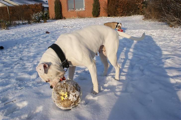 Amerikansk bulldog Daimond R.I.P 21/6-2010 billede 16