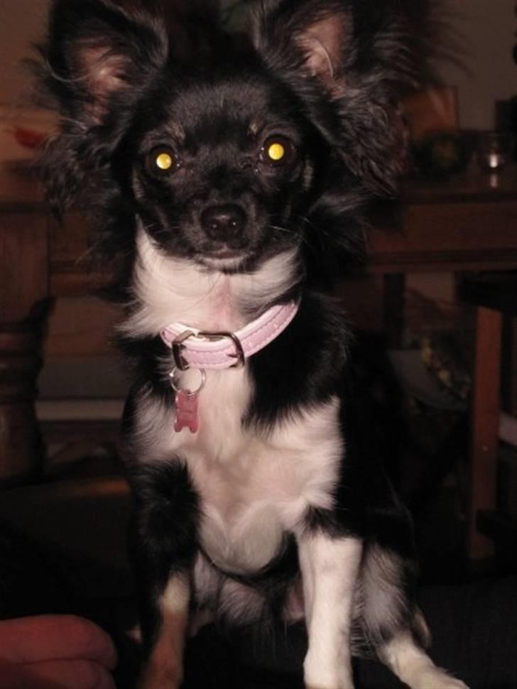 Chihuahua Pixie billede 17