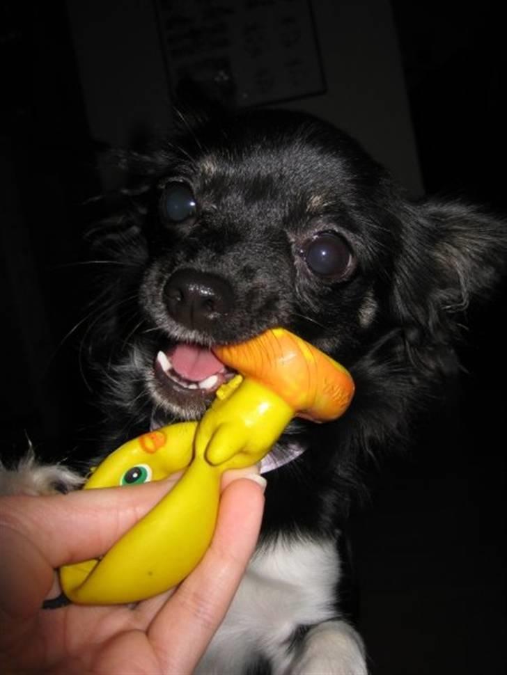 Chihuahua Pixie billede 18