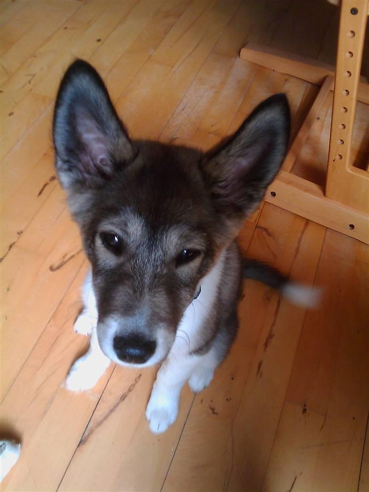 Alaskan husky Gizmo billede 8