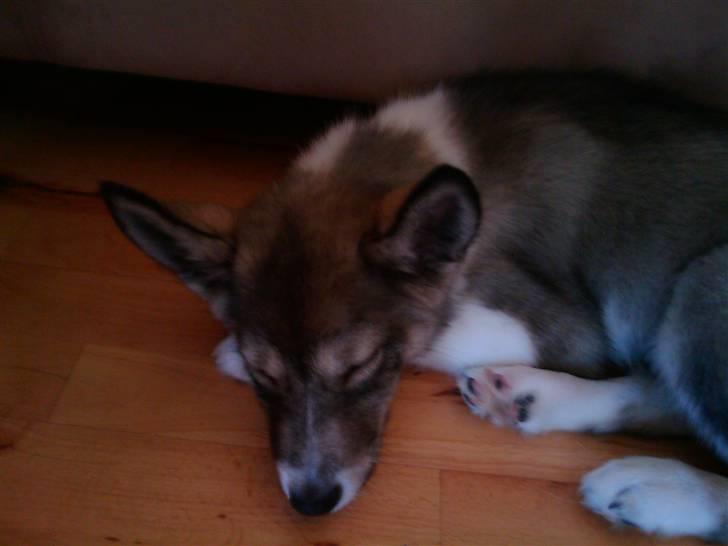 Alaskan husky Gizmo billede 9