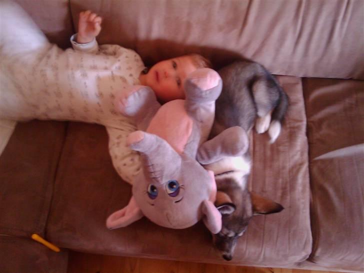 Alaskan husky Gizmo billede 10